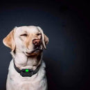 Coleira de Adestramento para cães - 800 Metros de Alcance - So&Pe Store